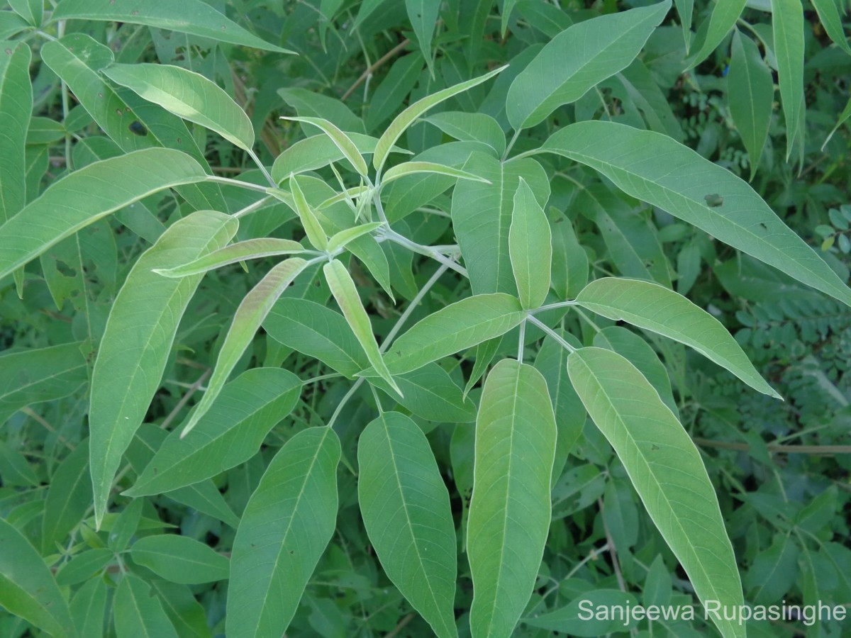 Vitex negundo L.